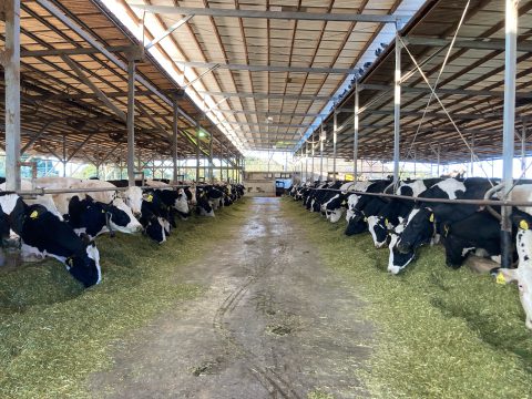 はじめまして、株式会社Hamanda Dairy Farmです!