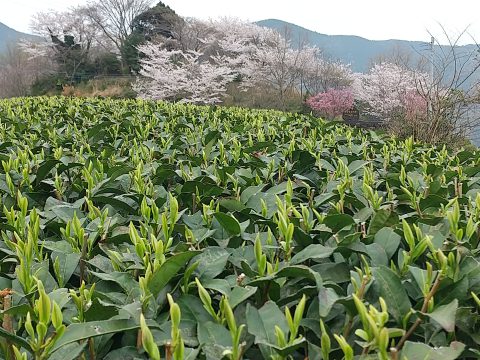 平島製茶  もうすぐお茶摘みが始まります！