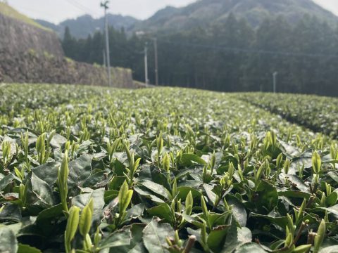 もうすぐ新茶はじまります。（その２）