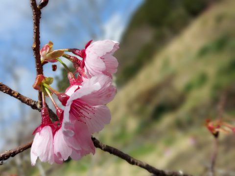 桜満開　もうすぐ新茶