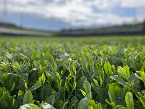 峰製茶園