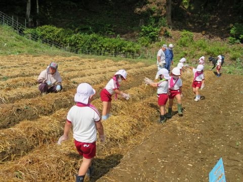 芋さし・夏野菜の種まき体験