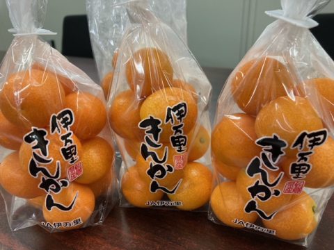 今が旬のキンカン🍊