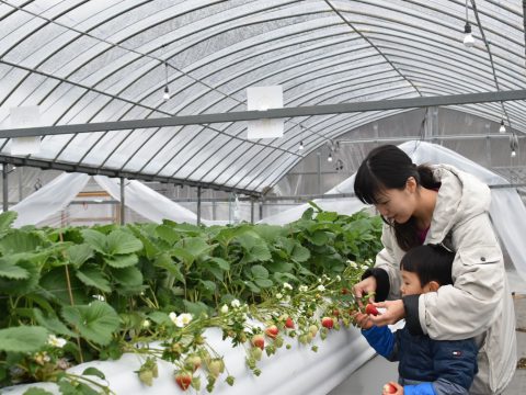 花祭いちごの谷 いちご狩り体験 1月7日より開始しました！