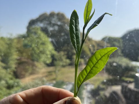 新茶の季節が始まっています！