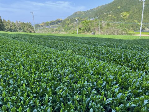 お茶摘み始まりました！！