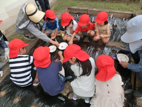 五町田小学校の１年生と２年生が冬野菜の種をまいたよ！