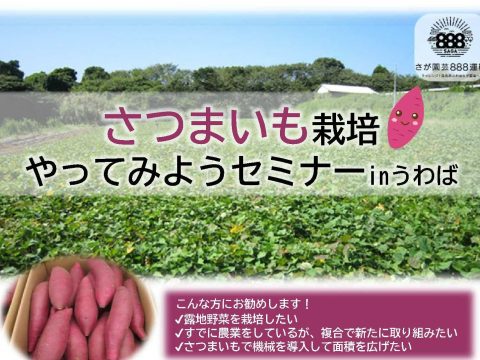 さつまいも栽培やってみよう in うわば　🍠