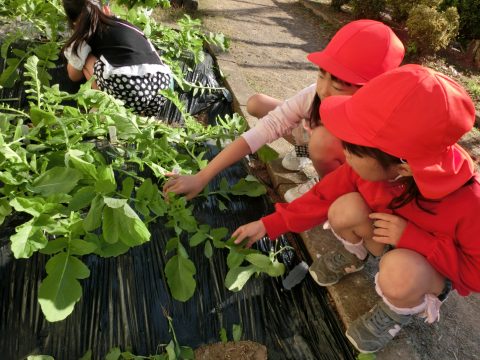 五町田小学校の１、２年生が野菜の間引きと収穫をしたよ！