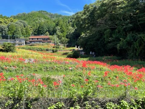 江里山ひがん花まつり