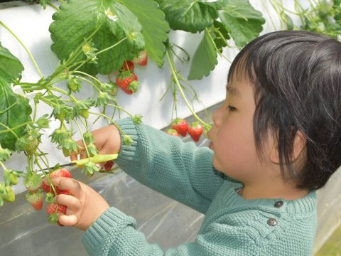 【いちご狩り】花祭いちごの谷【予約開始しました】