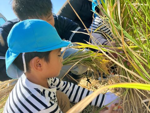 バケツを使いお米作りに挑戦。田植え・稲刈り・脱穀までを体験「美味しい江北のお米食べよう！」