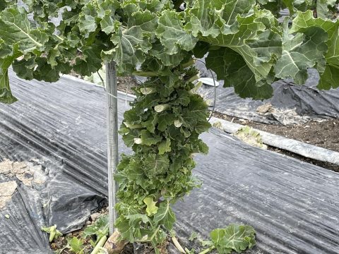 高機能野菜プチベール栽培開始