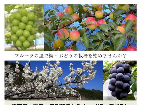 フルーツの里で梅・ぶどうの栽培を始めませんか?