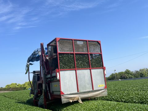 新茶の摘採!