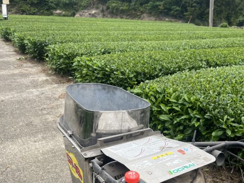 二番茶へ向けての肥料散布