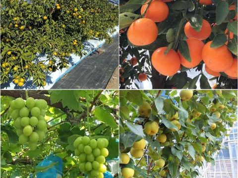 「佐賀県 果樹の就農入門セミナー」開催のお知らせ🍊