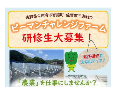 農業を仕事にしませんか？ピーマンチャレンジファーム研修生大募集！