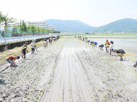 令和7年度北方小学校 「ふるさと先生 田植え」