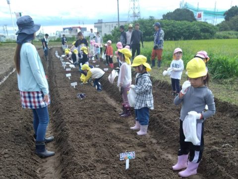 じゃがいも植えです!