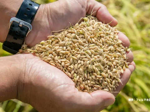 300もの仕事が生み出す黄金色の実り「フェルマ木須」