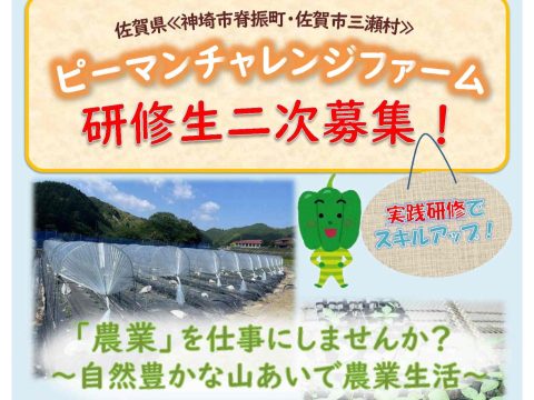 農業を仕事にしませんか?ピーマンチャレンジファーム研修生大募集!(二次募集)
