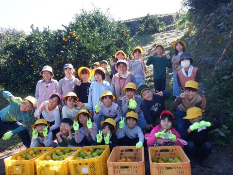 みかんの収穫体験