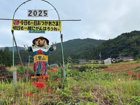 令和７年　江里山ひがん花まつり