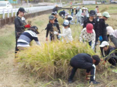 令和7年度北方小学校 「ふるさと先生 稲刈り」