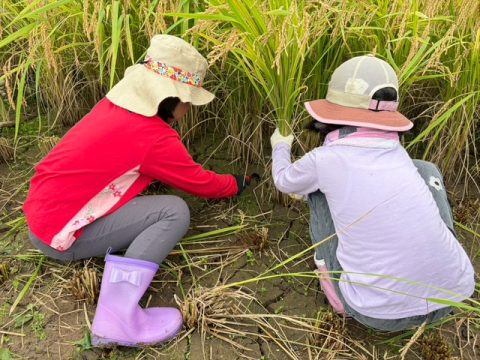 2025.9.27(土)岳の棚田で親子稲刈り体験