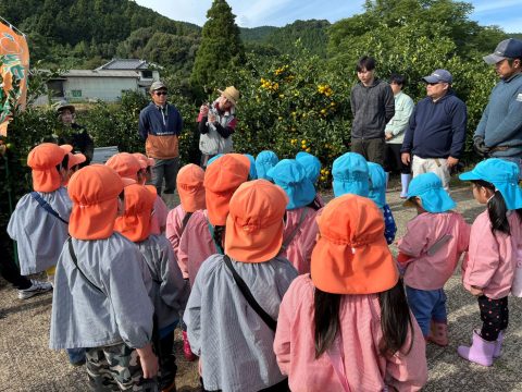 みかんの収穫体験