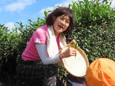 お茶畑に行ってきたよ♪