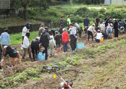 さつまいも収穫体験