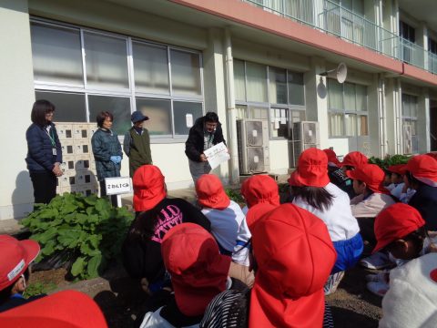 R7 五町田小学校1年生・2年生 冬野菜の間引きをしたよ!