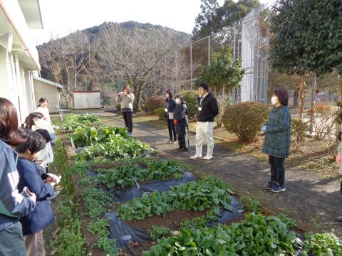 Ｒ７　五町田小学校１年生・２年生　冬野菜の収穫をしたよ！