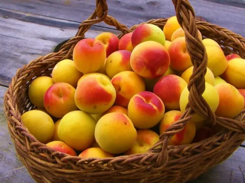 完熟南高梅から広がる農の営み「たのしい農家 お百笑さん」