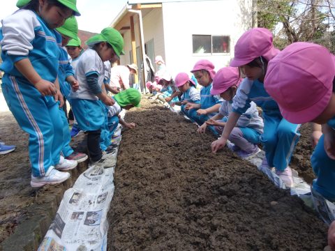 じゃがいもをうえたよ！